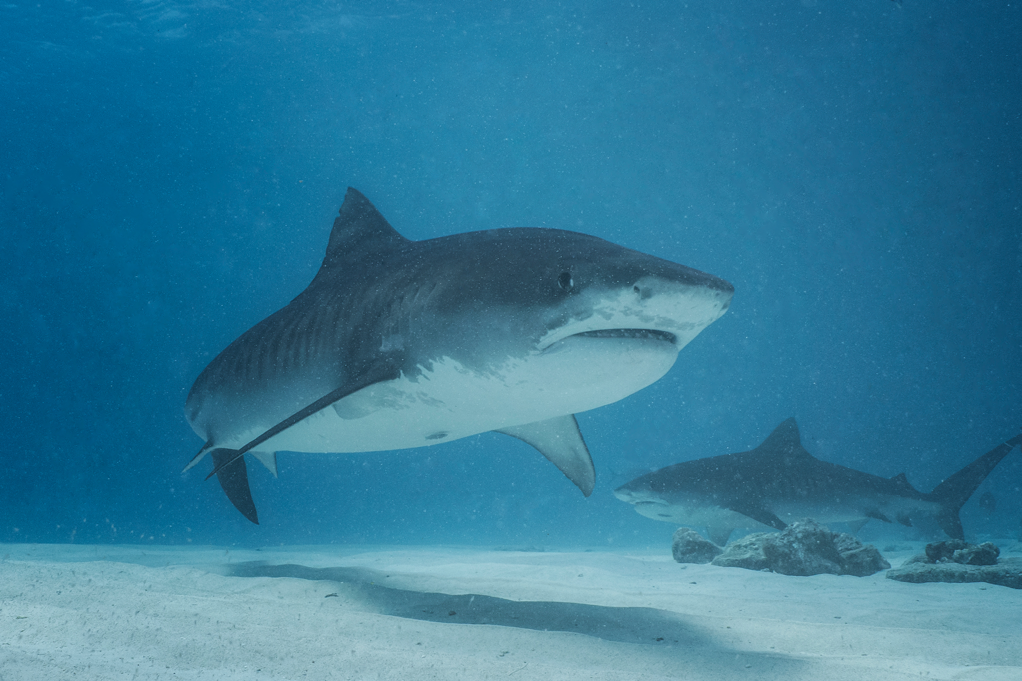 Tiger shark, Fuvahmulah Gnaviyani Atoll